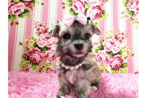 成約済の秋田県のチワマル:チワワ×マルチーズ-73014