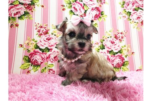 成約済の秋田県のチワマル:チワワ×マルチーズ-73014の13枚目