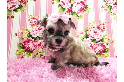 成約済の秋田県のチワマル:チワワ×マルチーズ-73014の12枚目