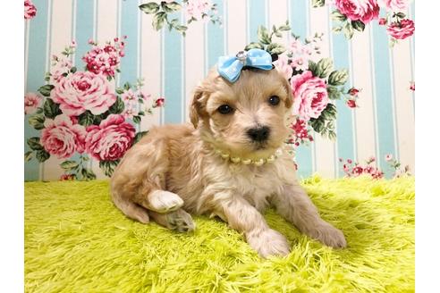 成約済の秋田県のマルプー:マルチーズ×トイプードル-72052の9枚目