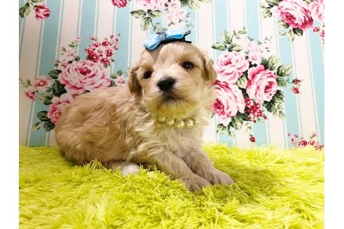 成約済の秋田県のマルプー:マルチーズ×トイプードル-72052の8枚目