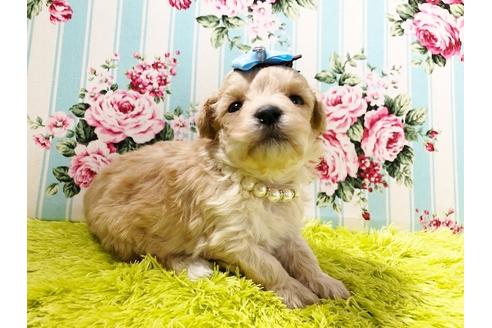 成約済の秋田県のマルプー:マルチーズ×トイプードル-72052の1枚目