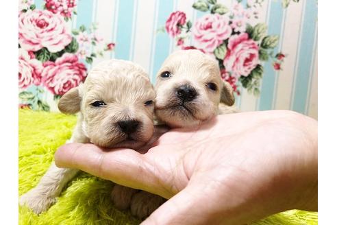 成約済の秋田県のミックス犬-73387