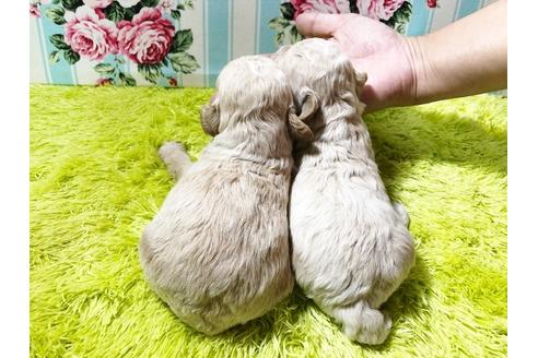 成約済の秋田県のミックス犬-73387の15枚目