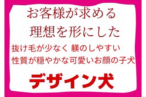 成約済の秋田県のミックス犬-73387の10枚目