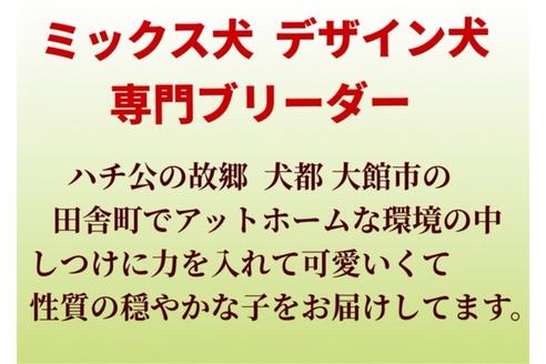 成約済の秋田県のミックス犬-73387の9枚目