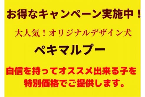成約済の秋田県のミックス犬-73016の7枚目