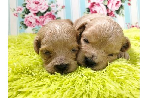 成約済の秋田県のミックス犬-73016の1枚目