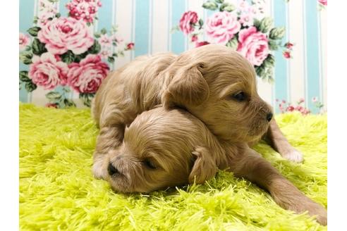 成約済の秋田県のミックス犬-73016の3枚目