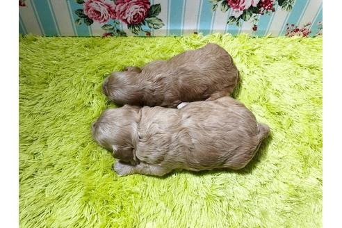 成約済の秋田県のミックス犬-73016の2枚目