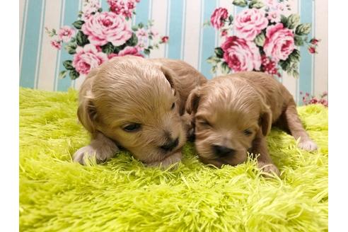 成約済の秋田県のミックス犬-73395の21枚目