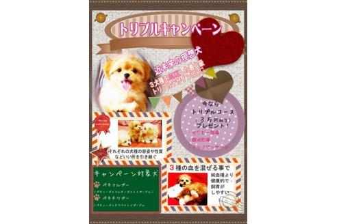 成約済の秋田県のミックス犬-73395の18枚目