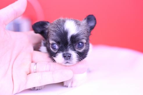 成約済の愛知県のチワワ(ロングコート)-72713の1枚目