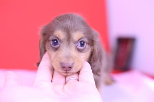 成約済の愛知県のカニンヘンダックスフンド(ロングヘアード)-72233の1枚目