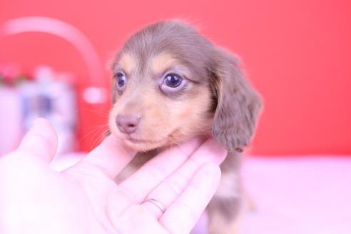 成約済の愛知県のカニンヘンダックスフンド(ロングヘアード)-72233の3枚目