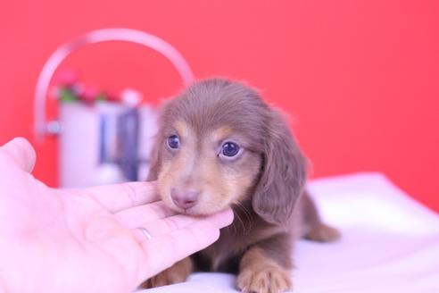 成約済の愛知県のカニンヘンダックスフンド(ロングヘアード)-72232の5枚目