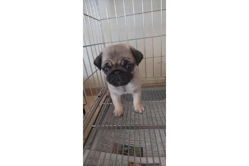 成約済の愛知県のパグ-72073の1枚目
