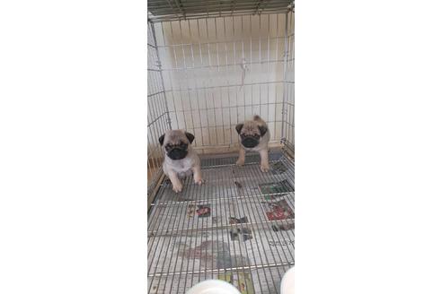 成約済の愛知県のパグ-72073の3枚目