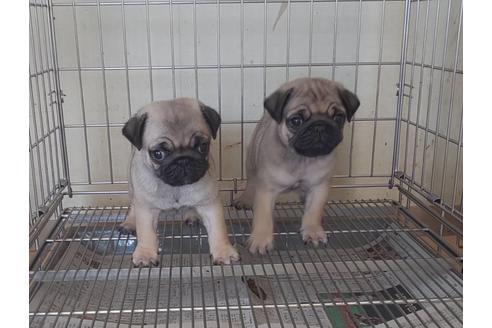 成約済の愛知県のパグ-72073の2枚目