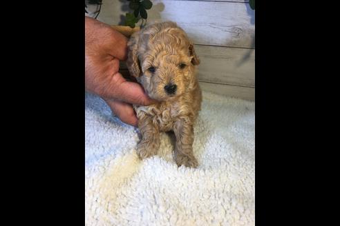 成約済の静岡県のトイプードル-72594の1枚目