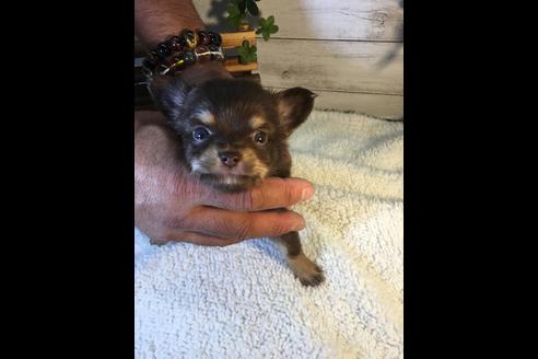 成約済の静岡県のチワワ(ロングコート)-71342の1枚目