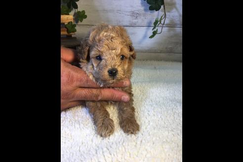 成約済の静岡県のトイプードル-72592の2枚目