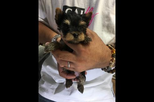 成約済の静岡県のヨークシャーテリア-72596の1枚目