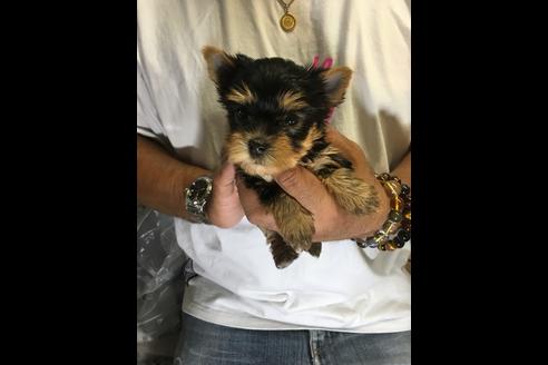 成約済の静岡県のヨークシャーテリア-71337の1枚目