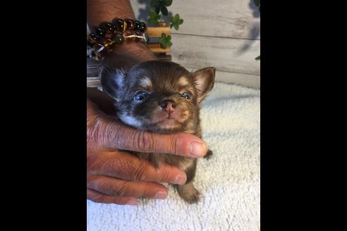 成約済の静岡県のチワワ(ロングコート)-71341