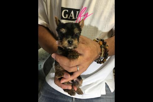 成約済の静岡県のヨークシャーテリア-71340の1枚目