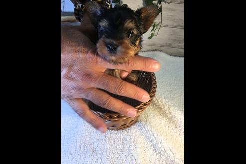 成約済の静岡県のヨークシャーテリア-71339の1枚目