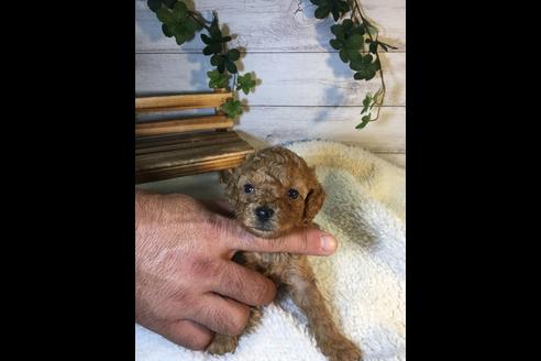 成約済の静岡県のトイプードル-72589の1枚目