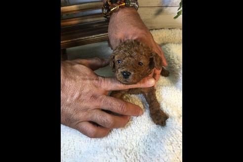 成約済の静岡県のトイプードル-72587の1枚目