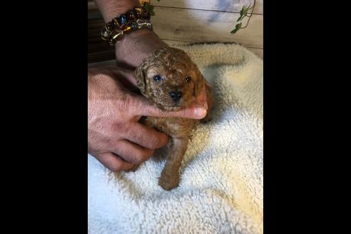 成約済の静岡県のトイプードル-72582の1枚目