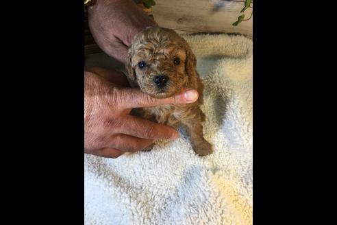 成約済の静岡県のトイプードル-72581の1枚目