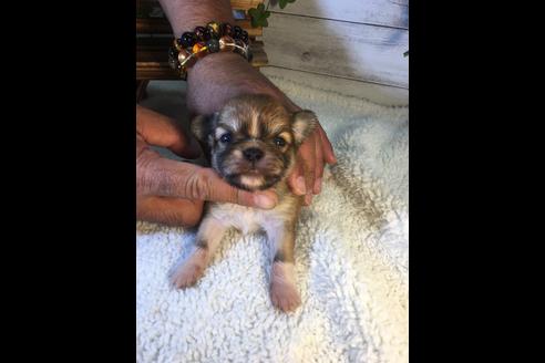 成約済の静岡県のチワワ(ロングコート)-72598の2枚目