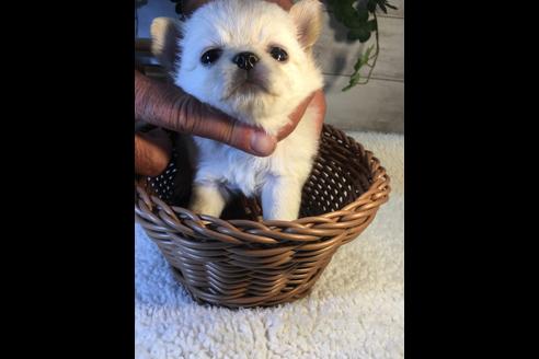 成約済の静岡県のチワワ(ロングコート)-71333の1枚目