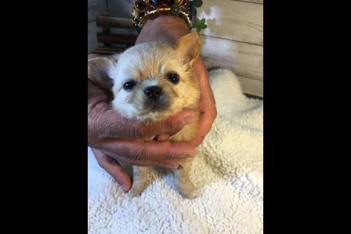 成約済の静岡県のチワワ(ロングコート)-71334の1枚目