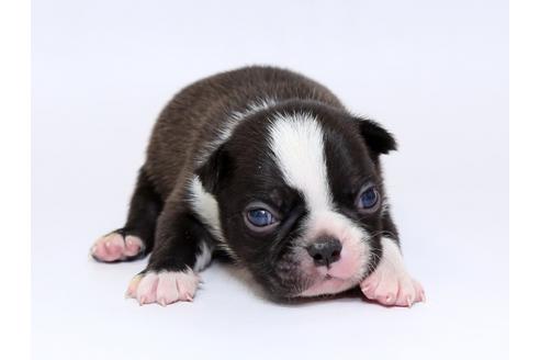 成約済の栃木県のボストンテリア-73451の1枚目