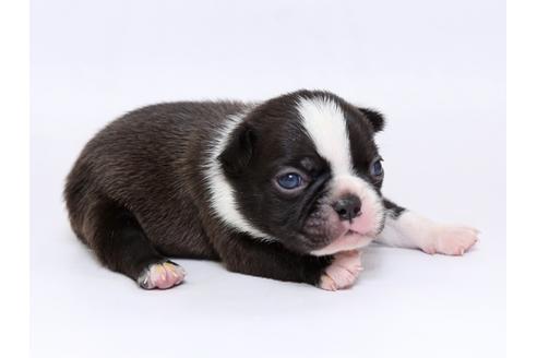 成約済の栃木県のボストンテリア-73451の3枚目