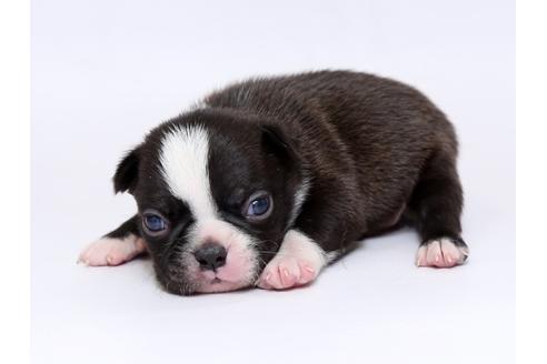 成約済の栃木県のボストンテリア-73451の2枚目