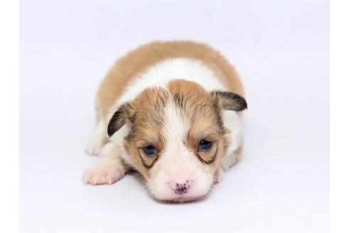 成約済の栃木県のウェルシュコーギーペンブローク-73452の1枚目