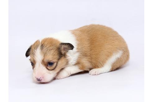 成約済の栃木県のウェルシュコーギーペンブローク-73452の3枚目