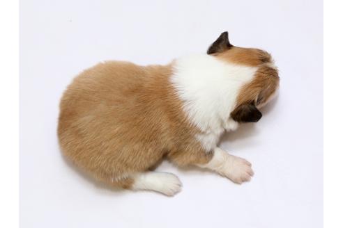 成約済の栃木県のウェルシュコーギーペンブローク-73452の2枚目