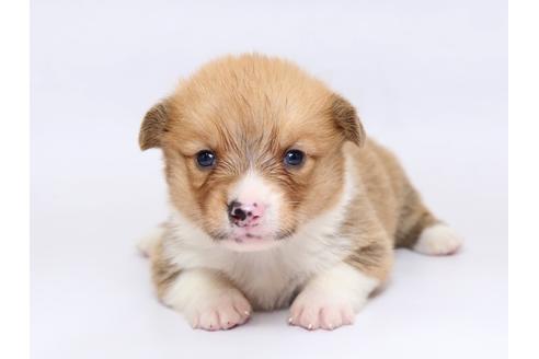 成約済の栃木県のウェルシュコーギーペンブローク-73456の1枚目