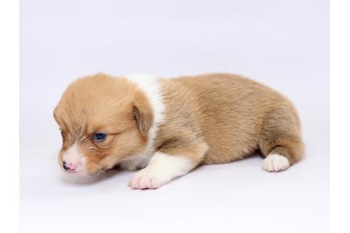 成約済の栃木県のウェルシュコーギーペンブローク-73456の3枚目