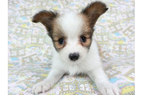 成約済の千葉県のパピヨン-73458の11枚目