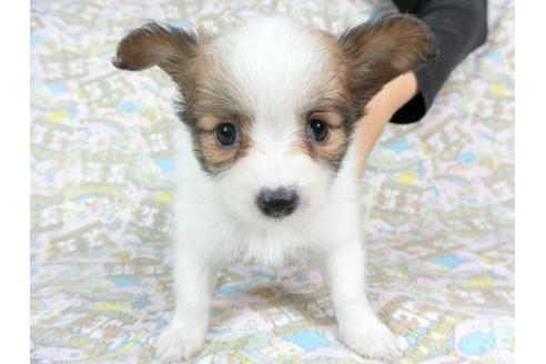 成約済の千葉県のパピヨン-73458の9枚目