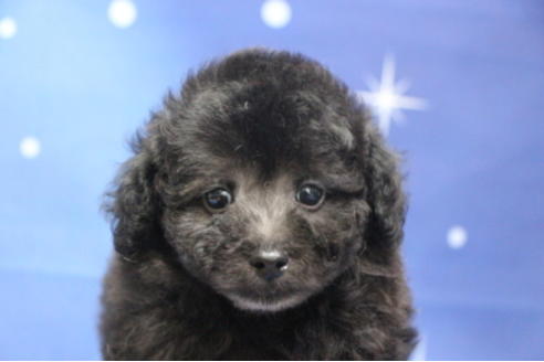 成約済の千葉県のトイプードル-72796の12枚目