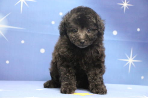 成約済の千葉県のトイプードル-72796の11枚目